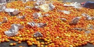 Tomato waste (2)