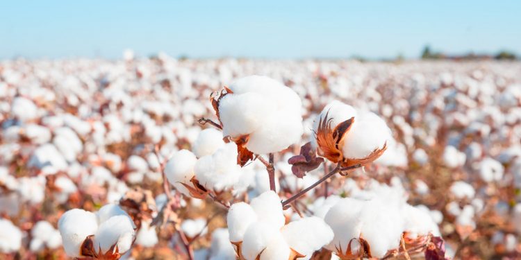 Cotton