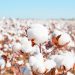 Cotton