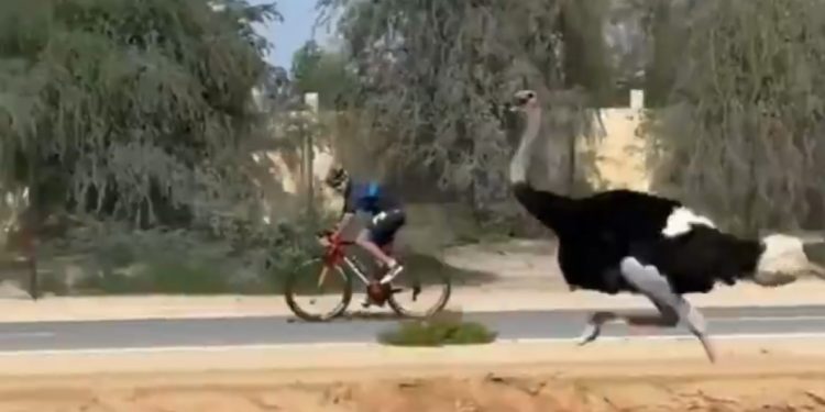 Dubai Crown Prince race