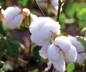 cotton