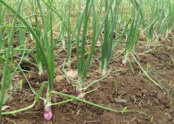 Small onion, big advantage