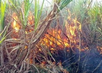 Ahmednagar Sugarcane burnt by farmers