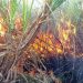 Ahmednagar Sugarcane burnt by farmers