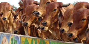 Indian-cows-Pure-Eco-India