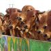 Indian-cows-Pure-Eco-India