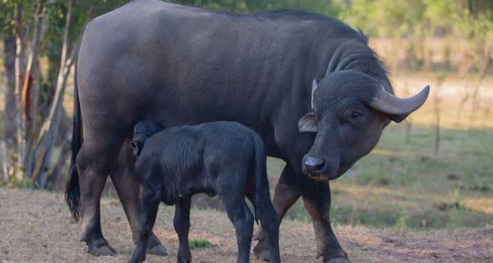 Buffalo birthday party