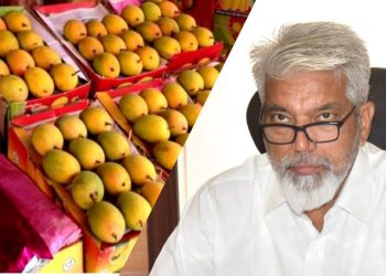 hapus mango