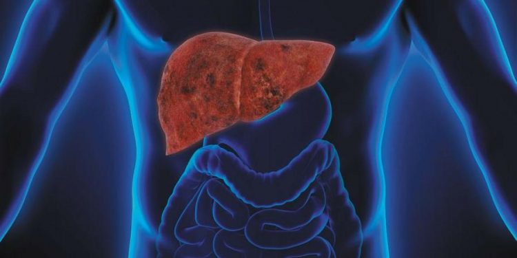 liver