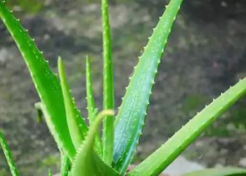 aloevera