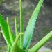 aloevera
