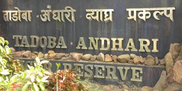 Tadoba Tiger Project