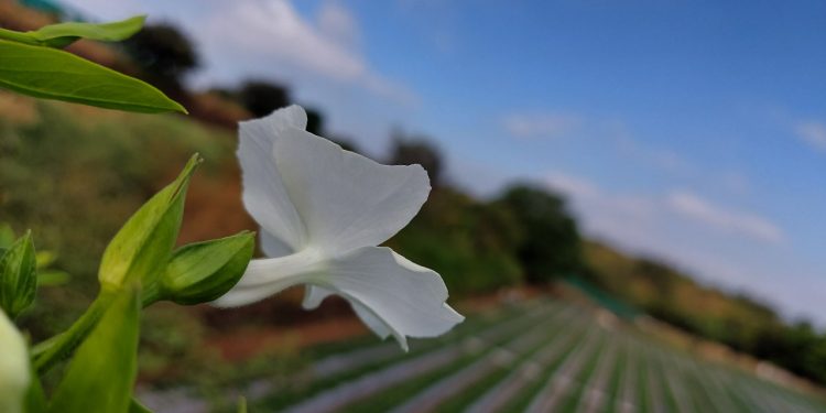 Nature Flower 5-6-21