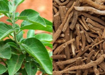 अश्वगंधा