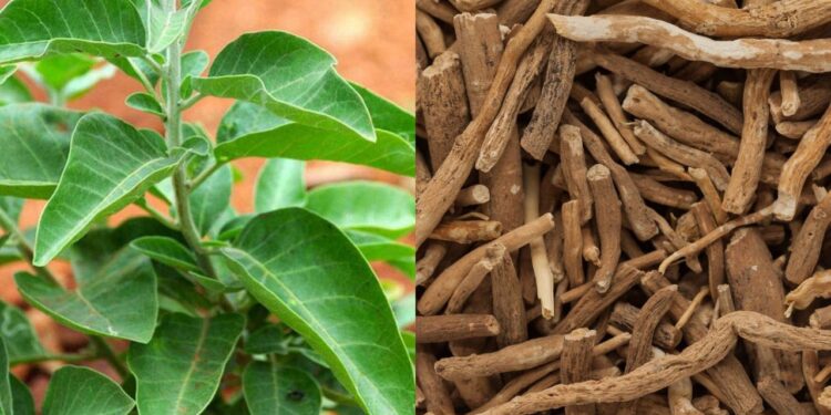 अश्वगंधा