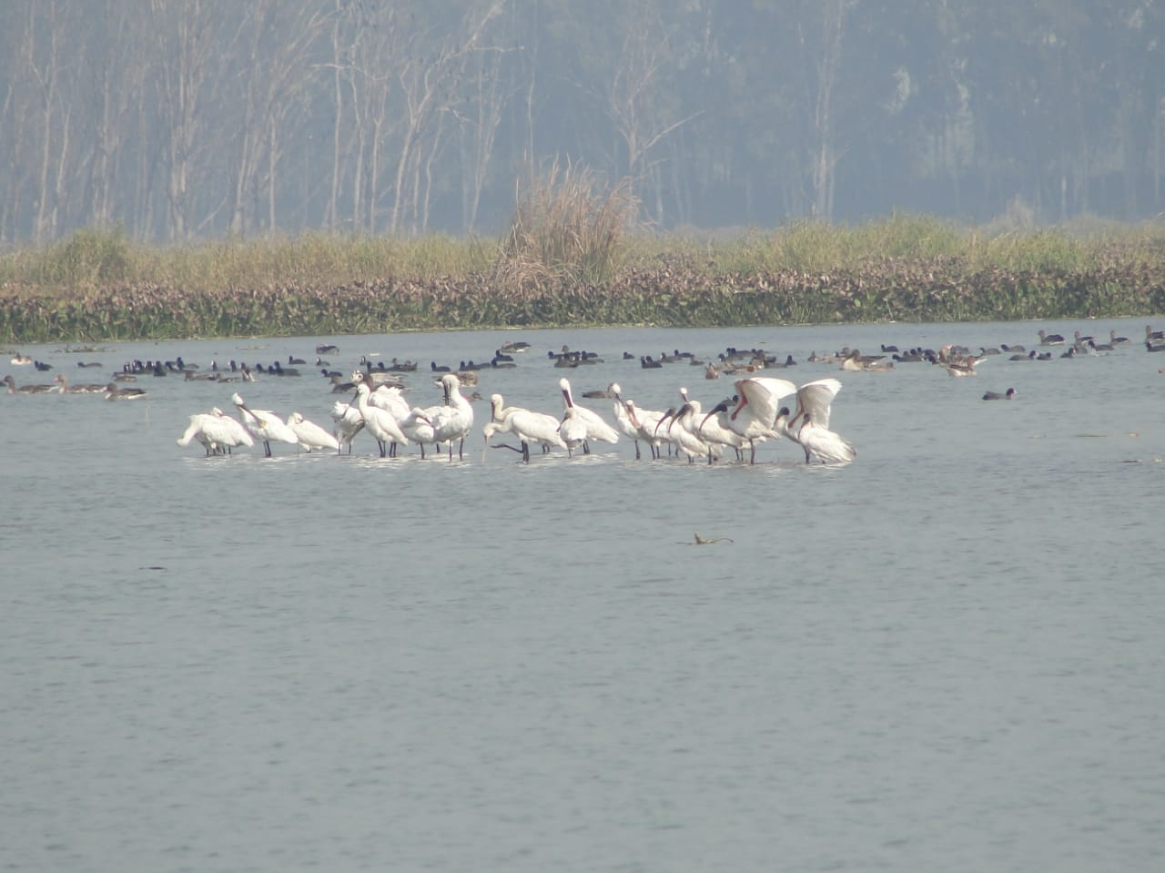 ramsar wetland