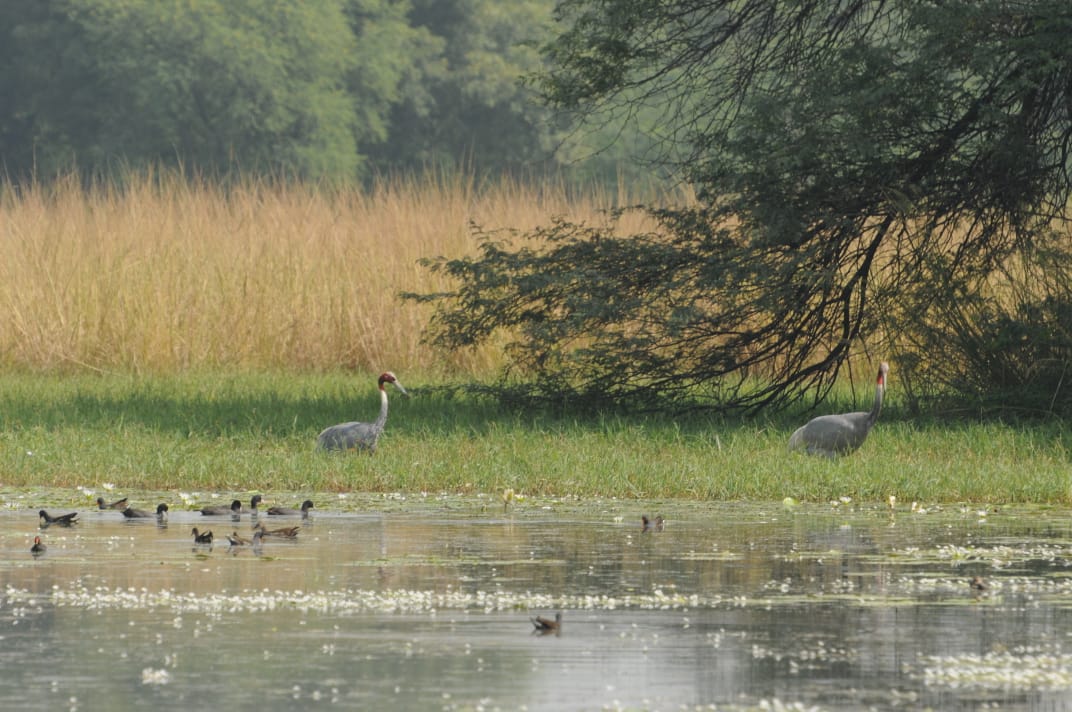 ramsar wetland