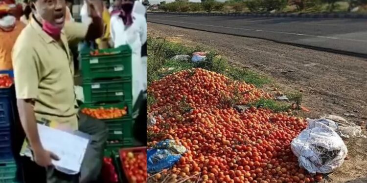 टॉमेटो पडला, शेतकरी भडकला, सरकारला नाही पर्वा? संतापाबरोबरच उपायही समजून घ्या!