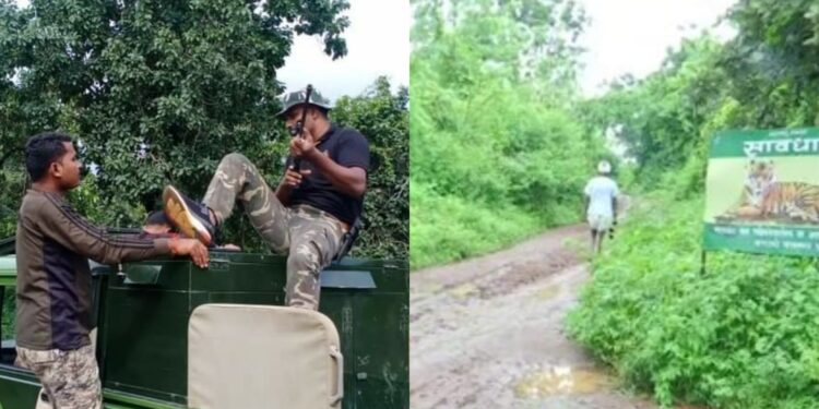 gadchiroli tiger (3)