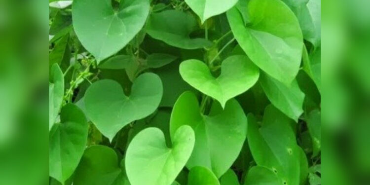 Tinospora cordifolia