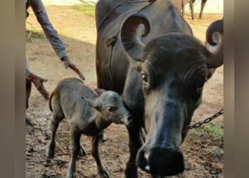 आयव्हीएफ तंत्रज्ञानाच्या मदतीने जन्मले भारतातील पहिले बन्नी जातीच्या म्हशीचे रेडकू