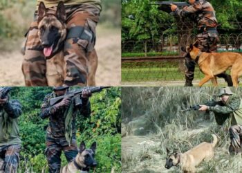 Belgian Malinois dog