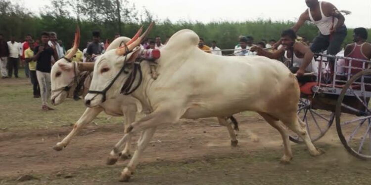 bullock cart race