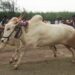 bullock cart race