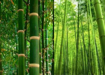 Bamboo plantation
