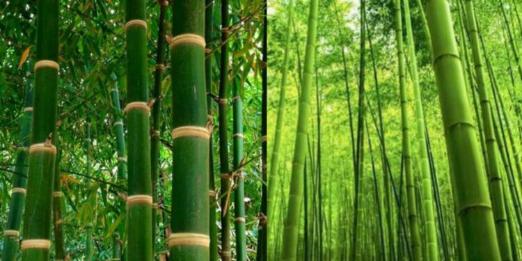 Bamboo plantation