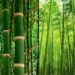 Bamboo plantation