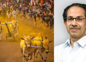cm thackeray welcomes decision on bullock cart race