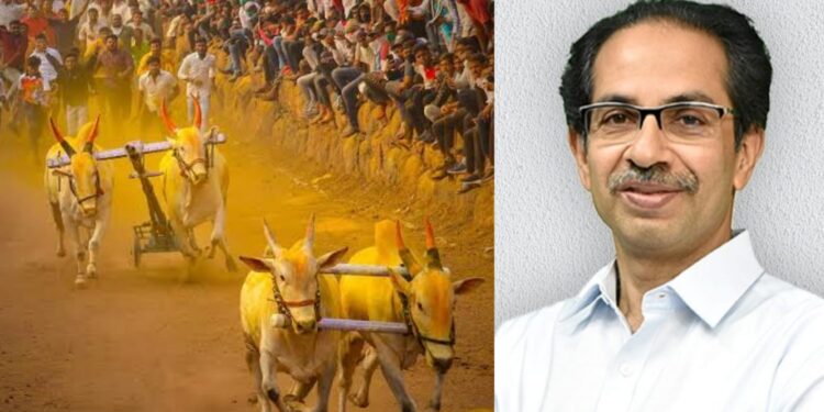 cm thackeray welcomes decision on bullock cart race