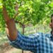 Farmers to sell grapes at fixed rates!