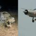 MIG-21 crash