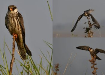 अमूर ससाणा