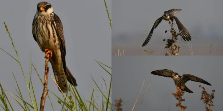 अमूर ससाणा