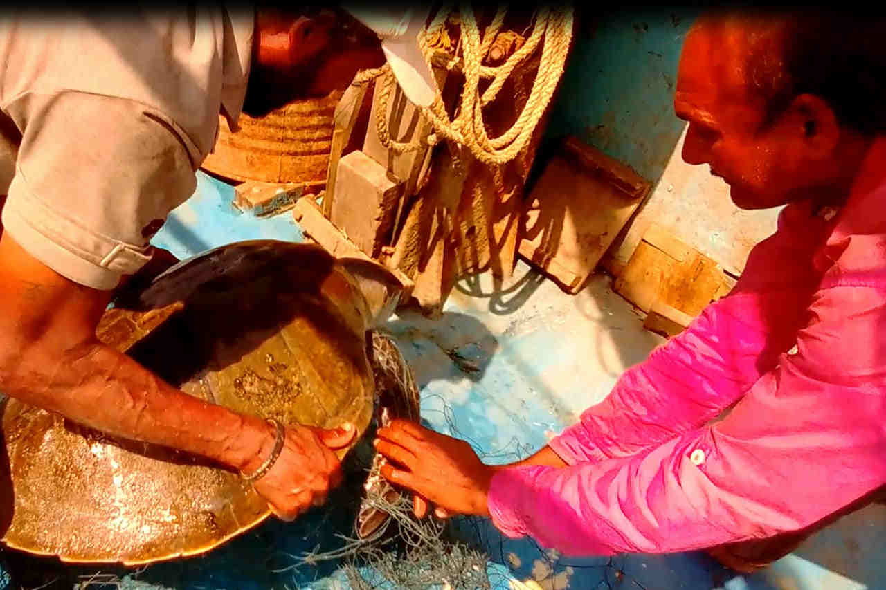 Mangroves Cell commendable job in protecting Marine bio-diversity