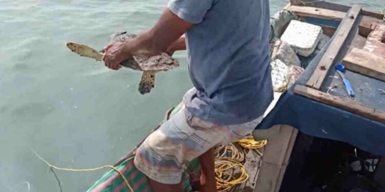 Mangroves Cell commendable job in protecting Marine bio-diversity
