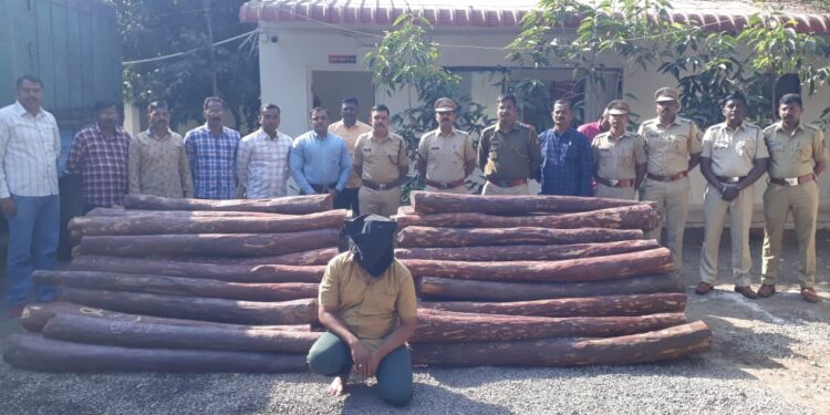 pushpa gang red sandlewood smuggling busted in sangli