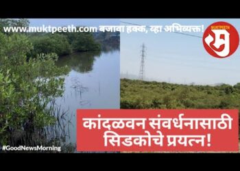 कांदळवन संवर्धनासाठी सिडकोकडून आतापर्यंत २००० हेक्टर कांदळवन वन विभागाला हस्तांतर!