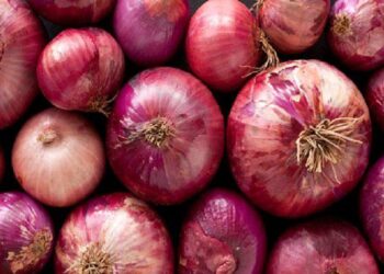 onion exports