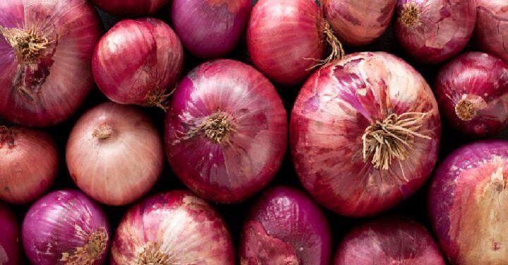 onion exports