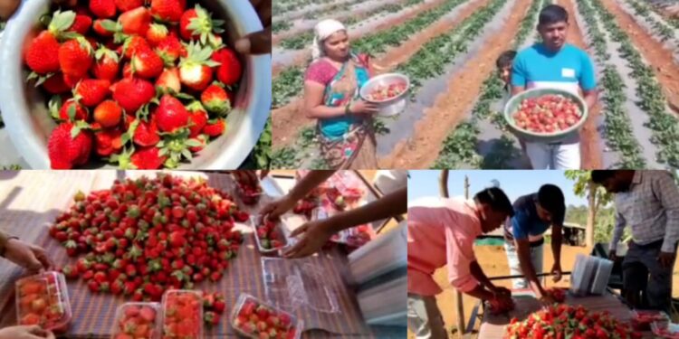 planting of strawberries