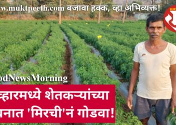 Chilli cultiv ation in jawhar