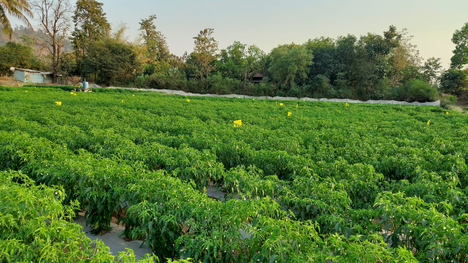 chilli crop