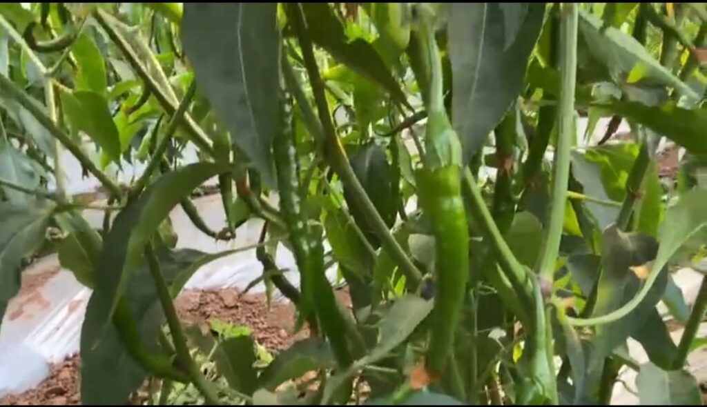 chilli crop