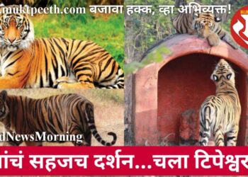 वाघांचं सहजच दर्शन…चला टिपेश्वरला!