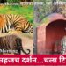 वाघांचं सहजच दर्शन…चला टिपेश्वरला!