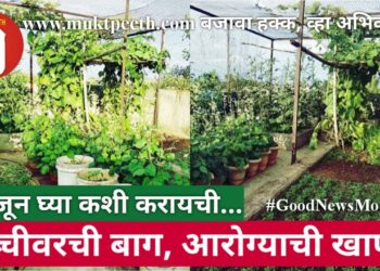 समजून घ्या कशी करायची… गच्चीवरची बाग, आरोग्याची खाण!